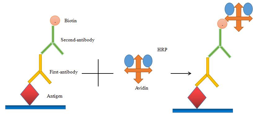 Biomolecule Labeling