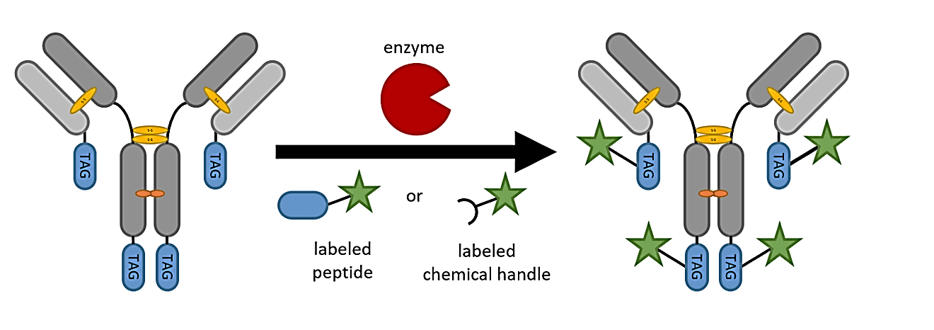 Image result for Enzyme Labeling