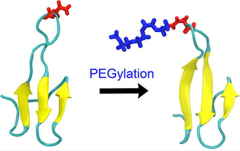 PEGylation