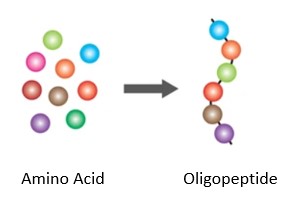 Oligopeptides.